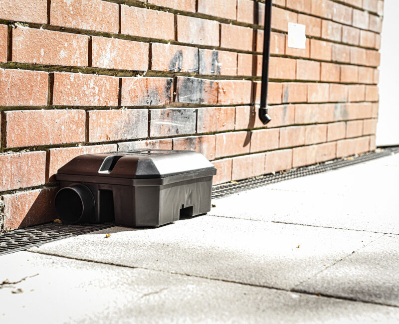 derattizzazione roma