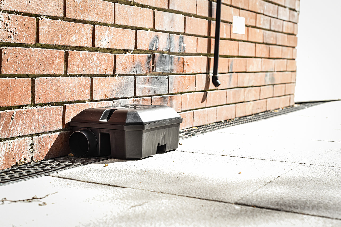 derattizzazione roma